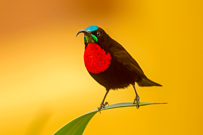 Scarlet-chested Sunbird