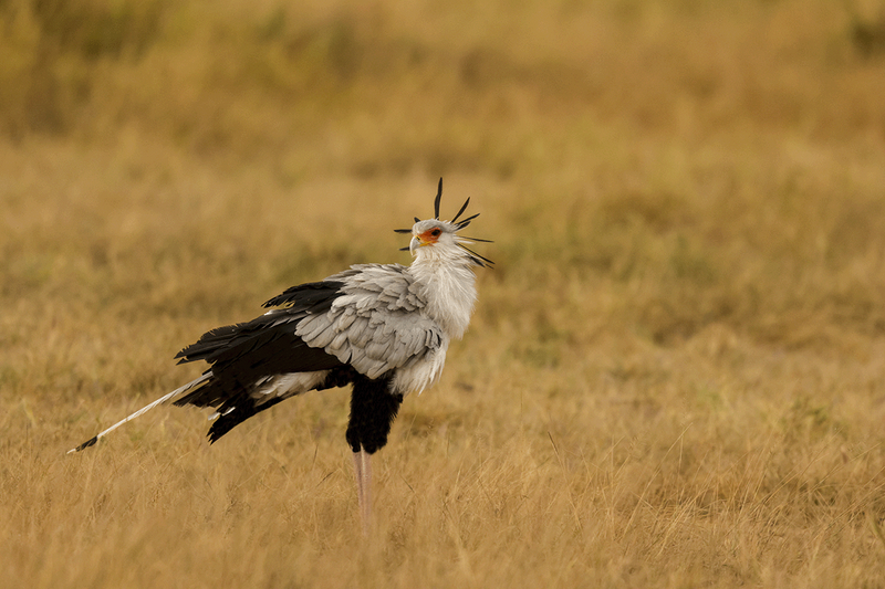 Secretarybird
