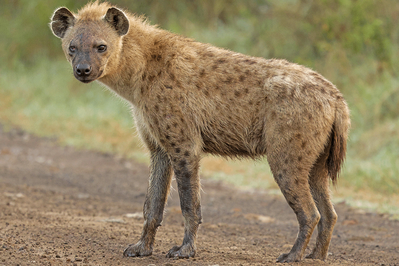 Spotted Hyena