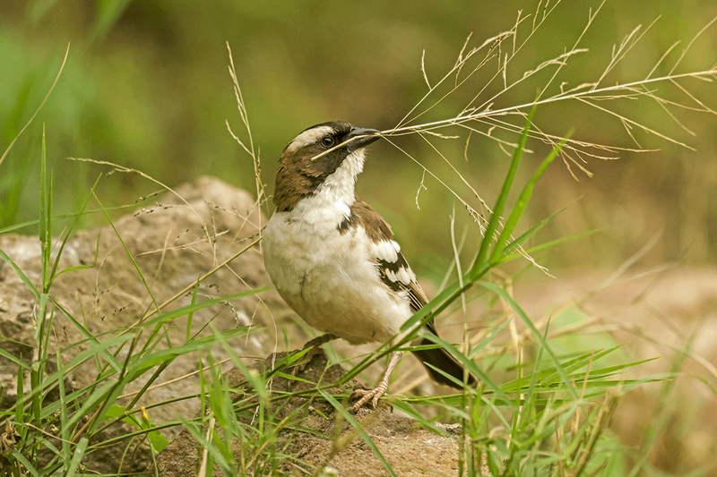 White-browed Sparrow-Weaver
