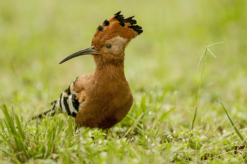African Hoopoe