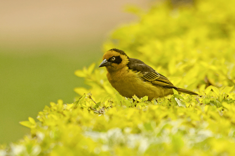 Baglafecht Weaver