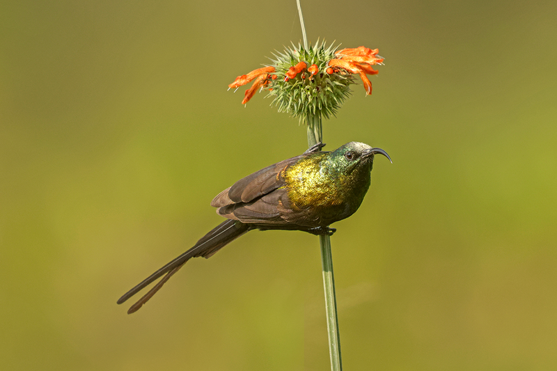 Bronzed Sunbird