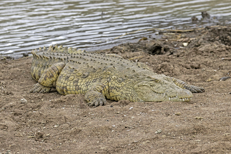 Nile Crocodile