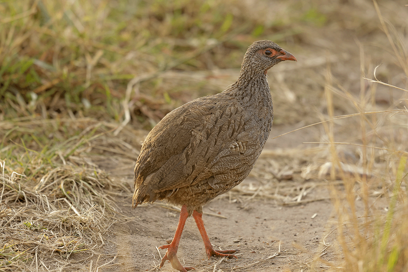 Red-necked Spurfowl