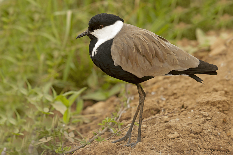 Spur-winged Lapwing
