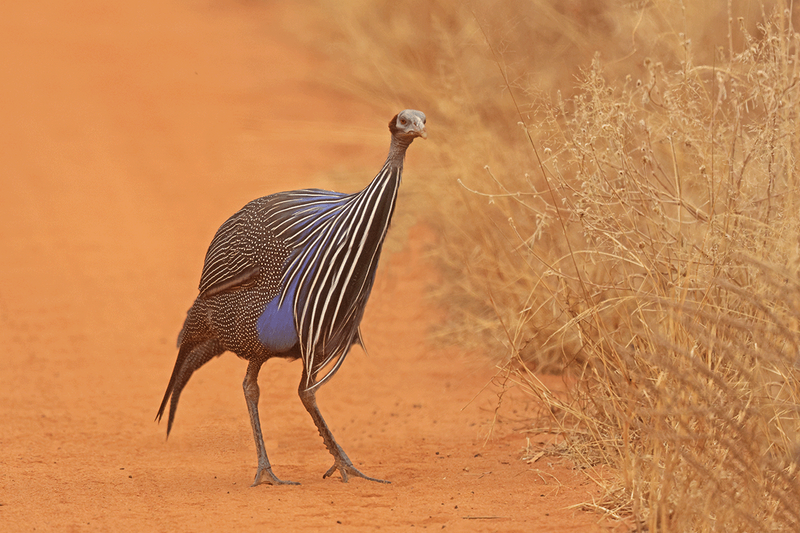 Vulturine Guineafowl
