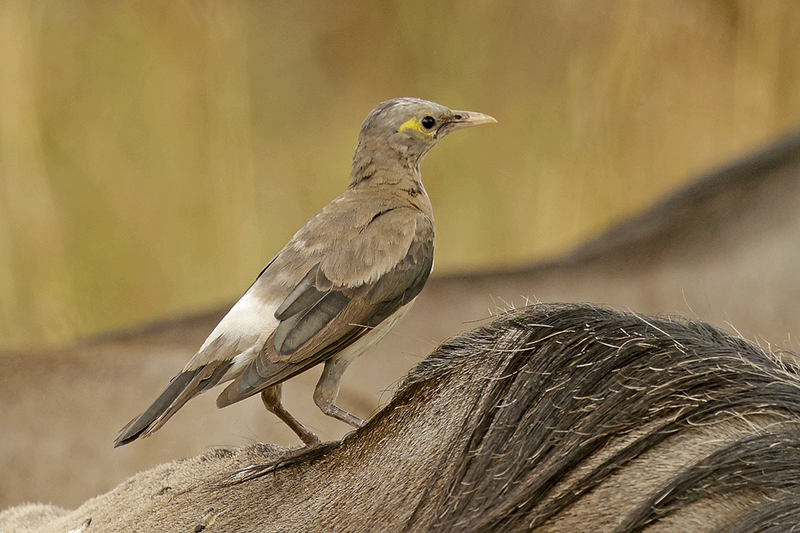 Wattled Starling