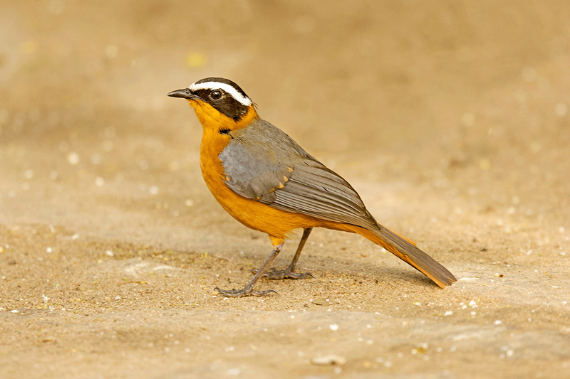 White-browed Robin-Chat