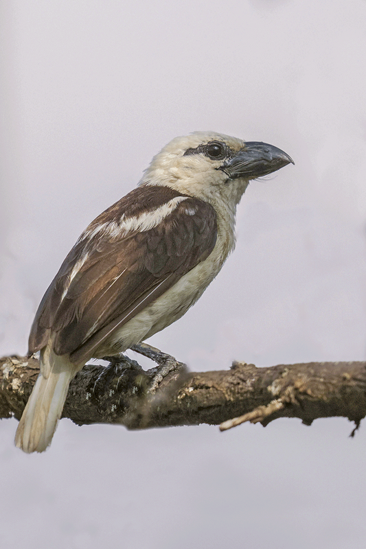 White-headed Barbet