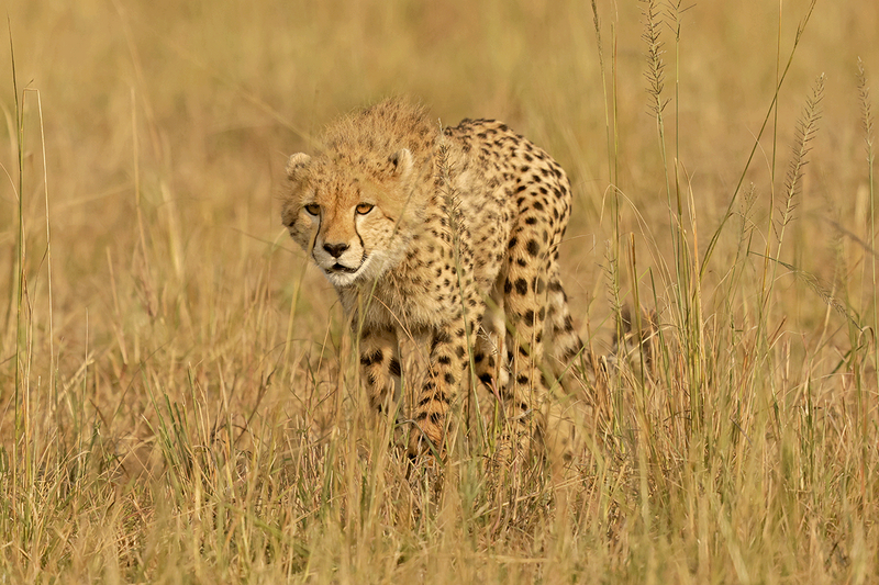 Cheetah