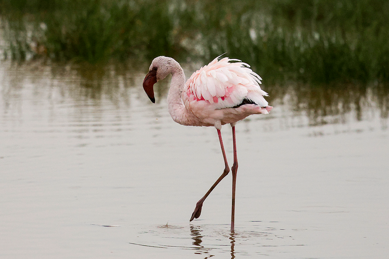 Lesser Flamingo