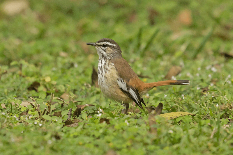 Red-backed Scrub-Robin