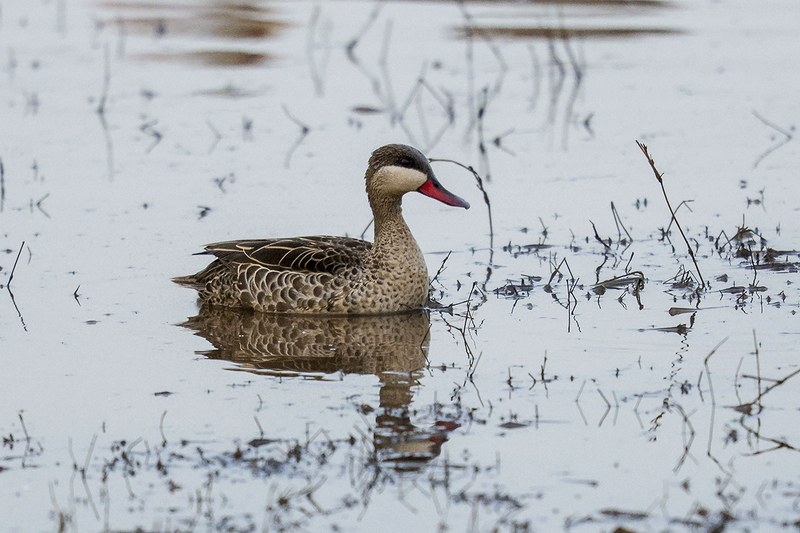 Red-billed Duck