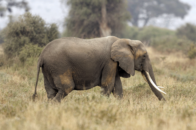 Savannah Elephant