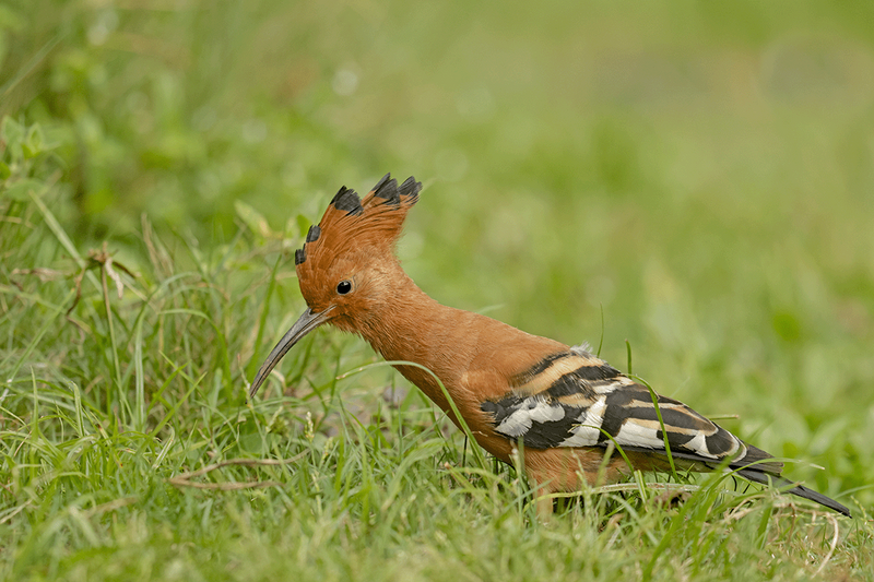African Hoopoe