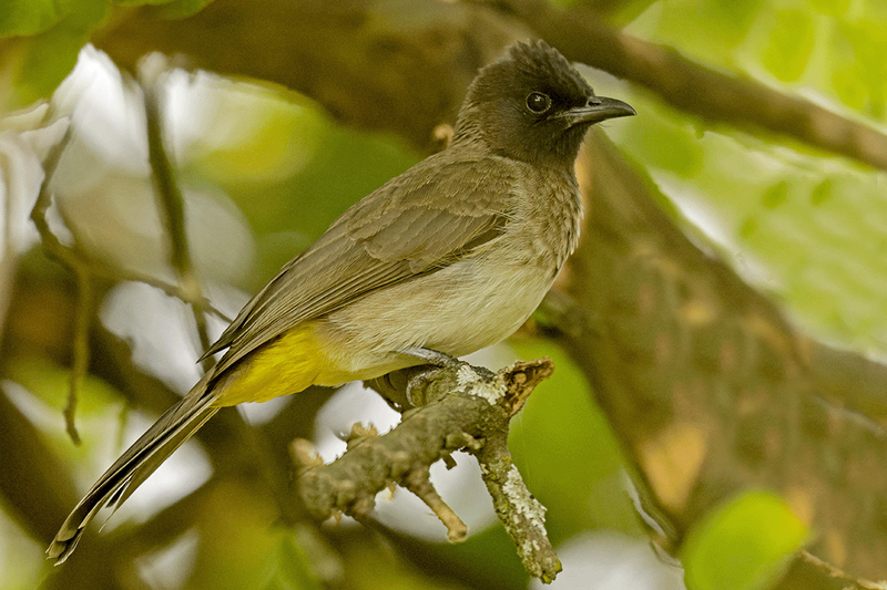 Common Bulbul