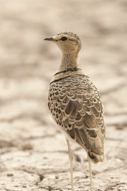 Double-banded Courser