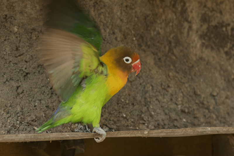 Fischer's Lovebird