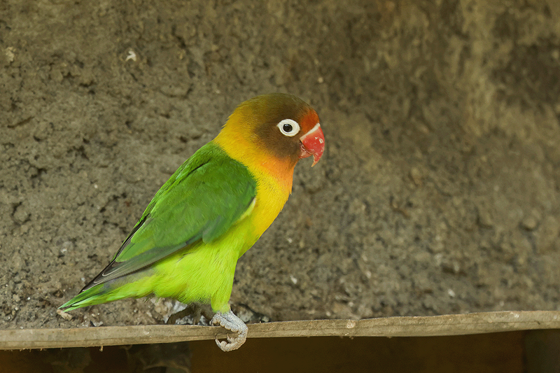 Fischer's Lovebird