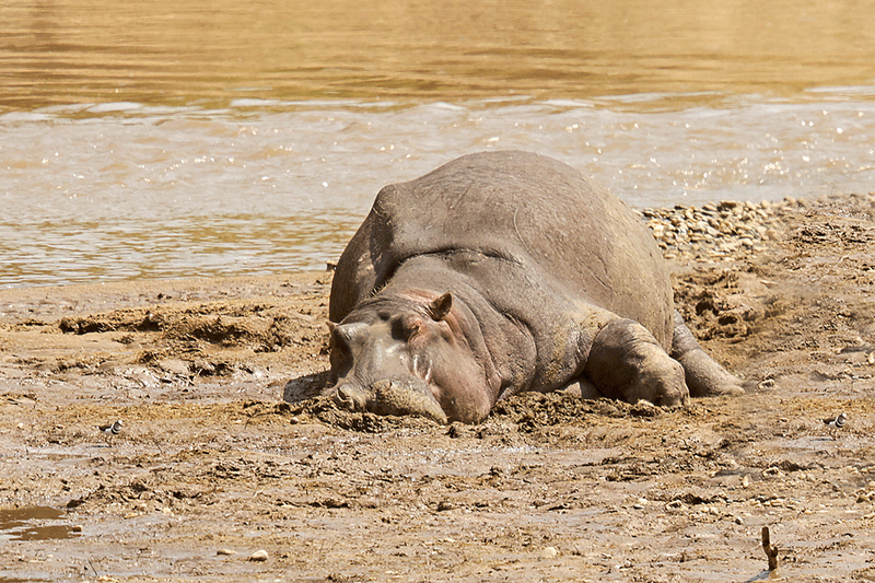 Hippopotamus