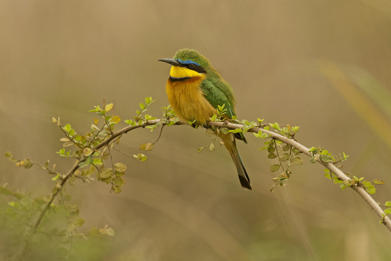 Little Bee-eater
