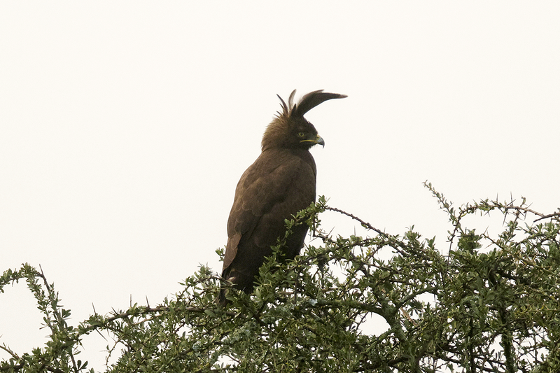 Long-crested Eagle