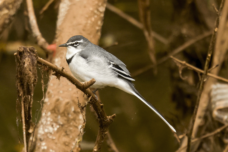 Mountain Wagtail