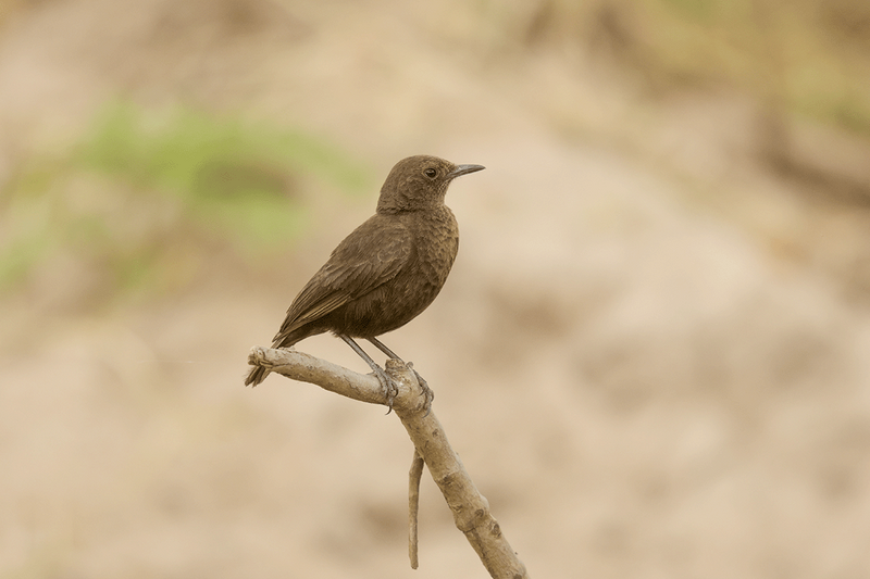 Northern Anteater-Chat