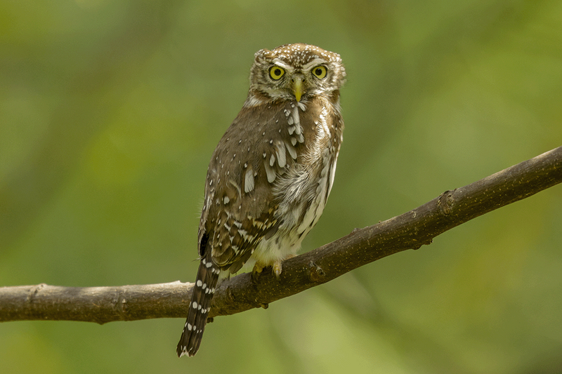 Pearl-spotted Owlet
