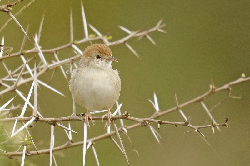 Tiny Cisticola