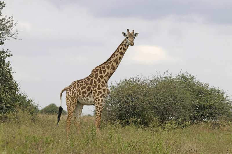Masai Giraffe-Nairobi National, Kenya-4.png
