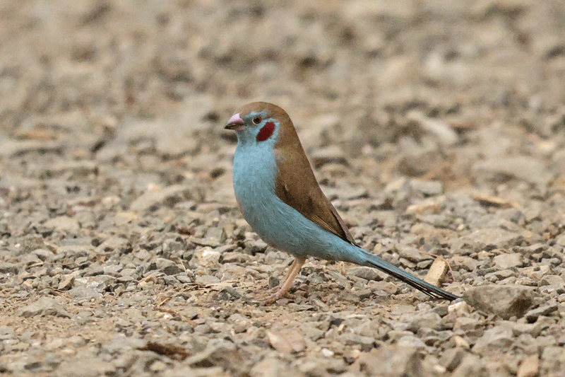 Red-Cheeked Cordonbleu