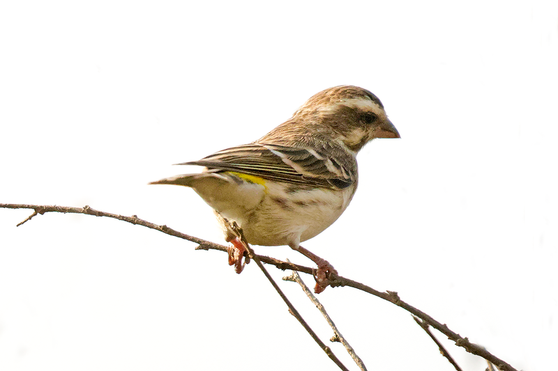 Reichenow's Seedeater