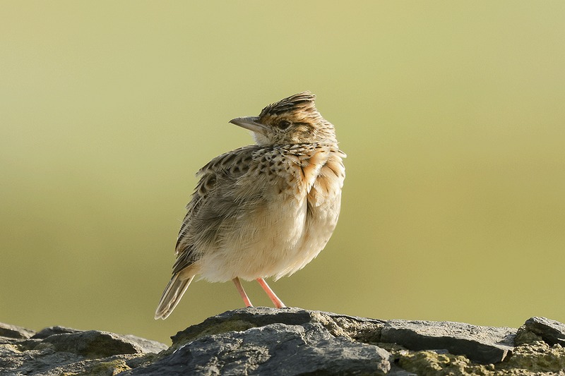 Rufous-naped Lark