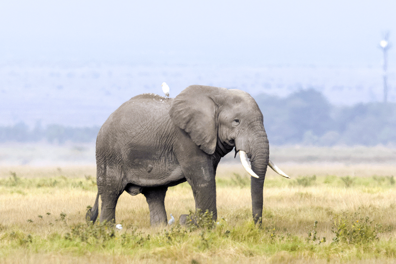 Savannah Elephant