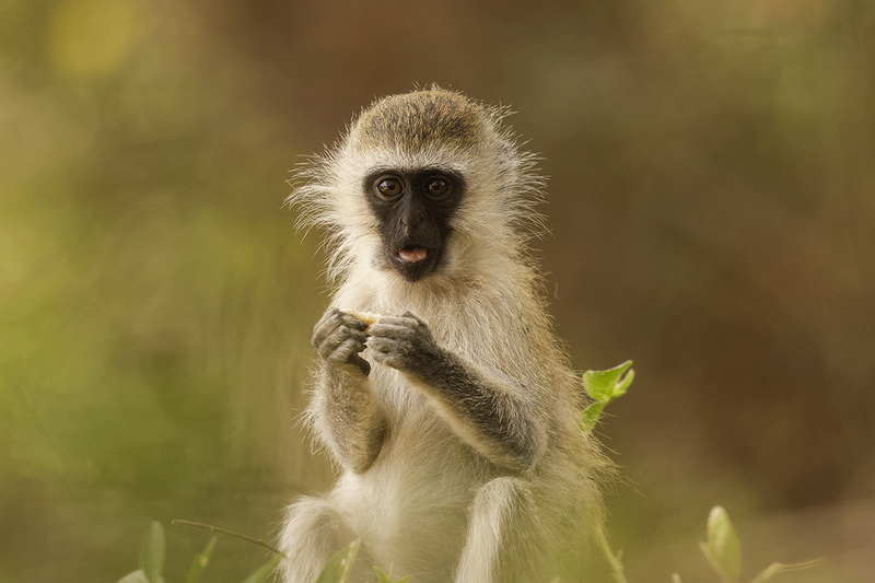 Vervet Monkey