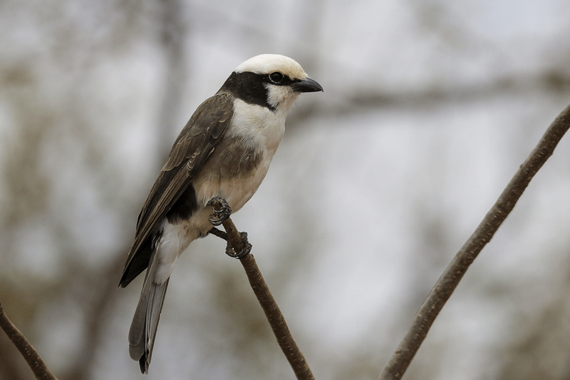 White-rumped Shrike