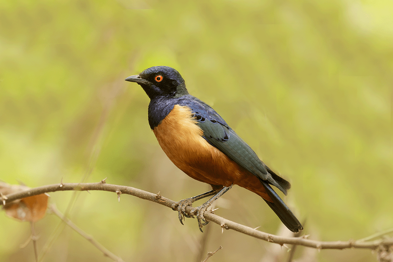 Hildebrangt's Starling