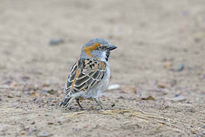 Kenya Rufous Sparrow