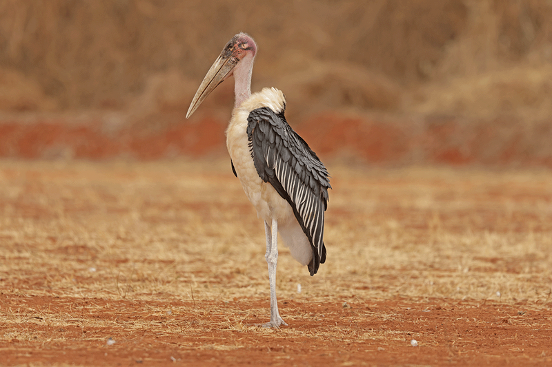 Marabou Stork