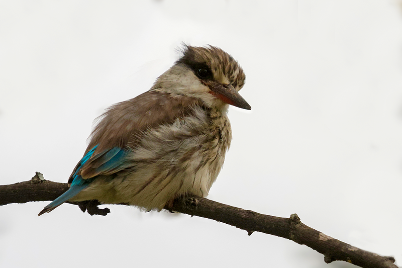 Striped Kingfisher