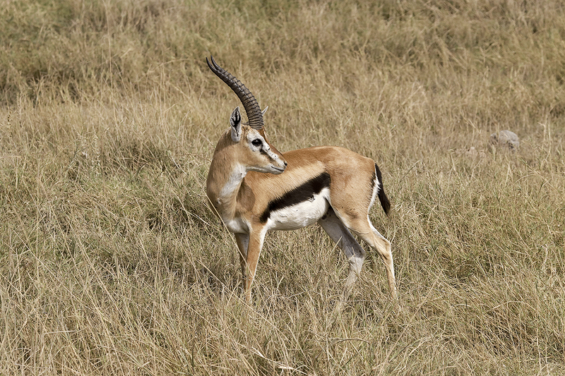 Thomson's Gazelle
