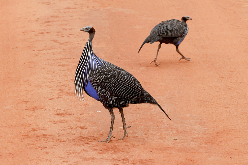 Vulturine Guineafowl