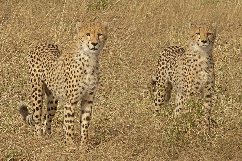 Cheetah