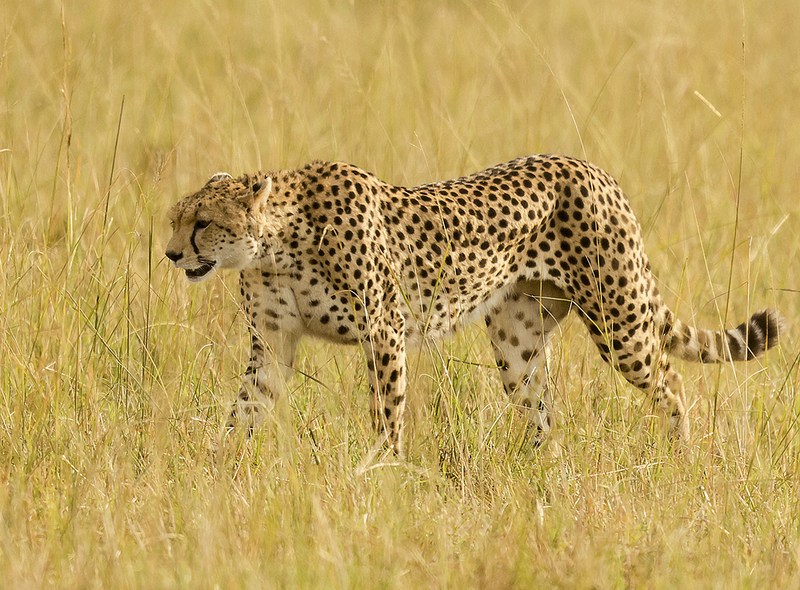 Cheetah-Masi Mara, Kenya-45.png