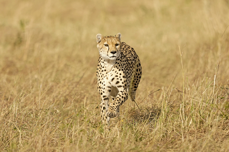Cheetah