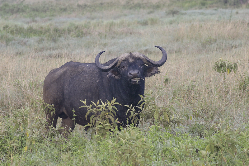 African Buffalo