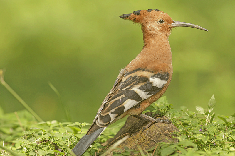 African Hoopoe