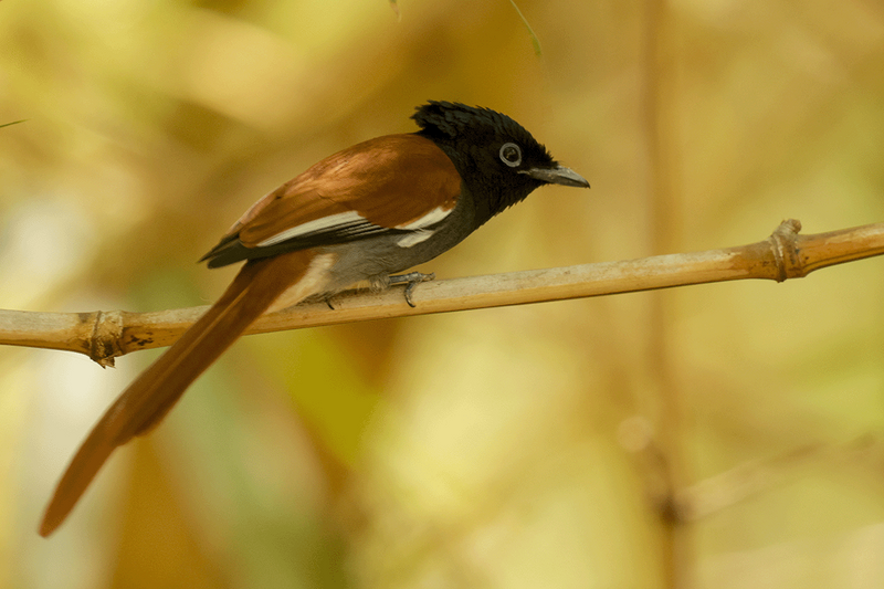 African Paradise-Flycatcher